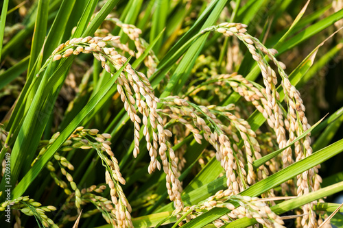 Rice crop close-up with the green background