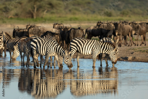 Zebra herd with wildebeest herd drinking at sunset in Ndutu Tanzania