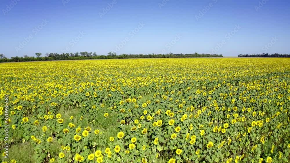 Sunflower field Sunflower field