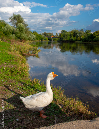 A white goose stands on the Bank of the river.