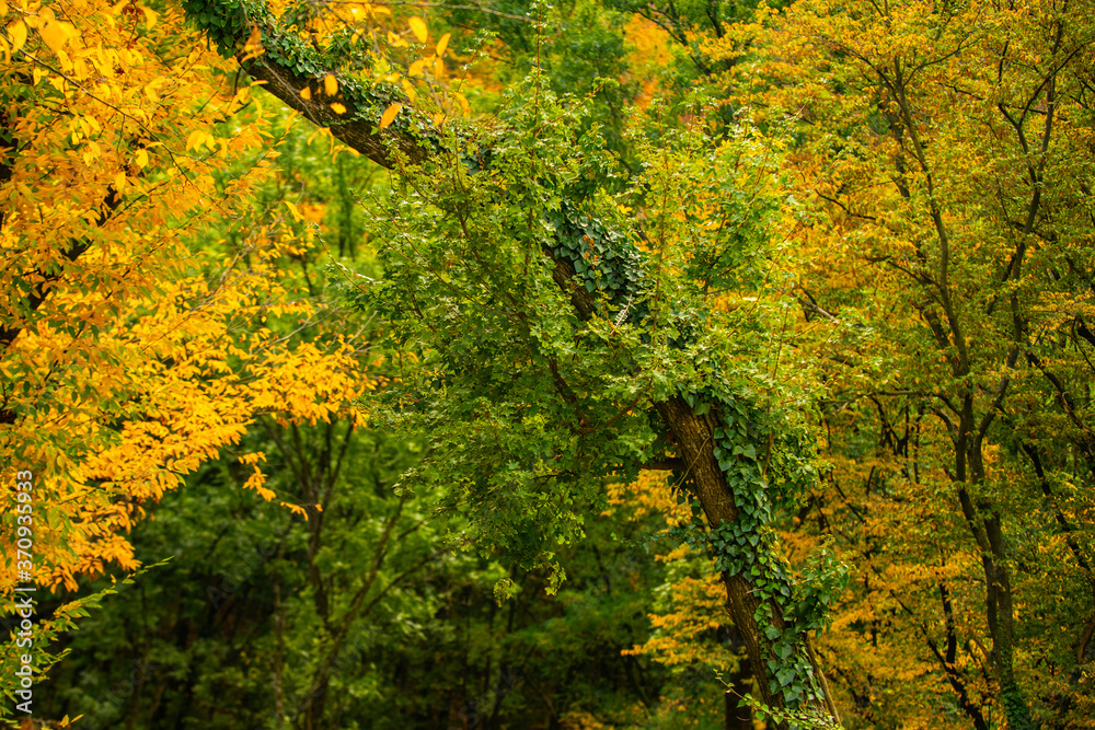 Yellow and green color in autumn forest. Autumn forest nature texture, autumnal background.