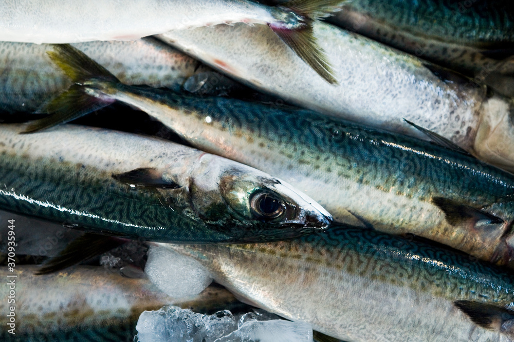 Fresh raw Fish at the fish market.