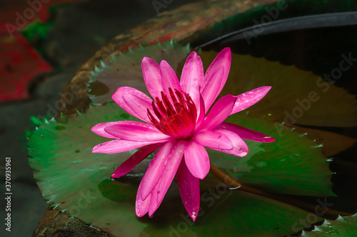 Pink lotus in a pond