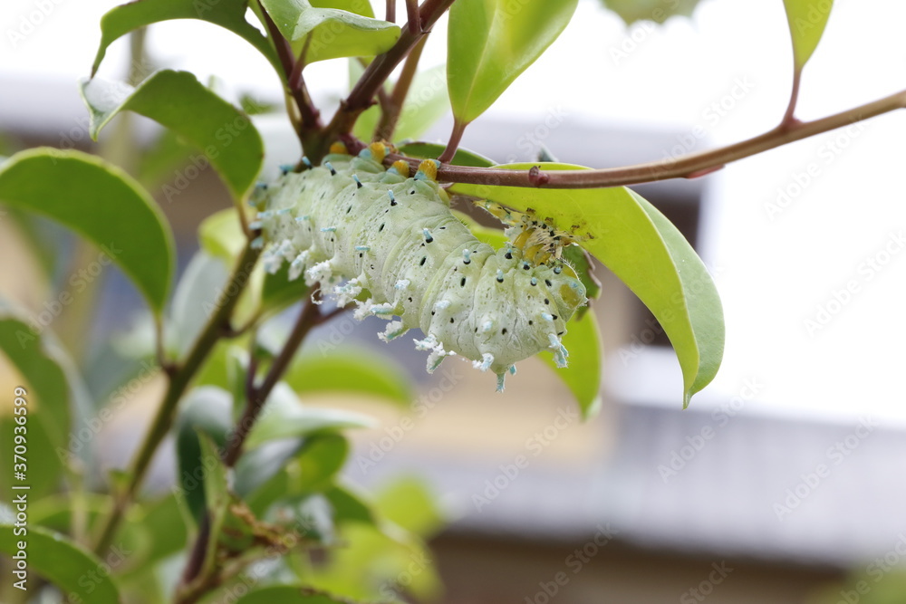 庭で見つけた葉を食べるシンジュサンの幼虫 Stock Photo Adobe Stock