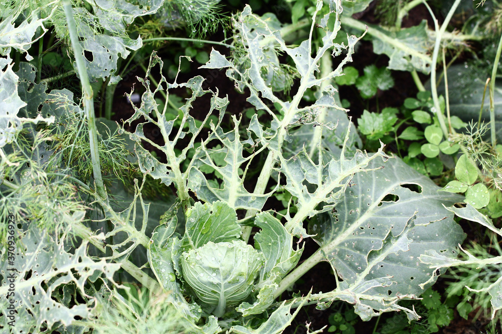 Cabbage damaged by insects pests closeup. Head and leaves of cabbage