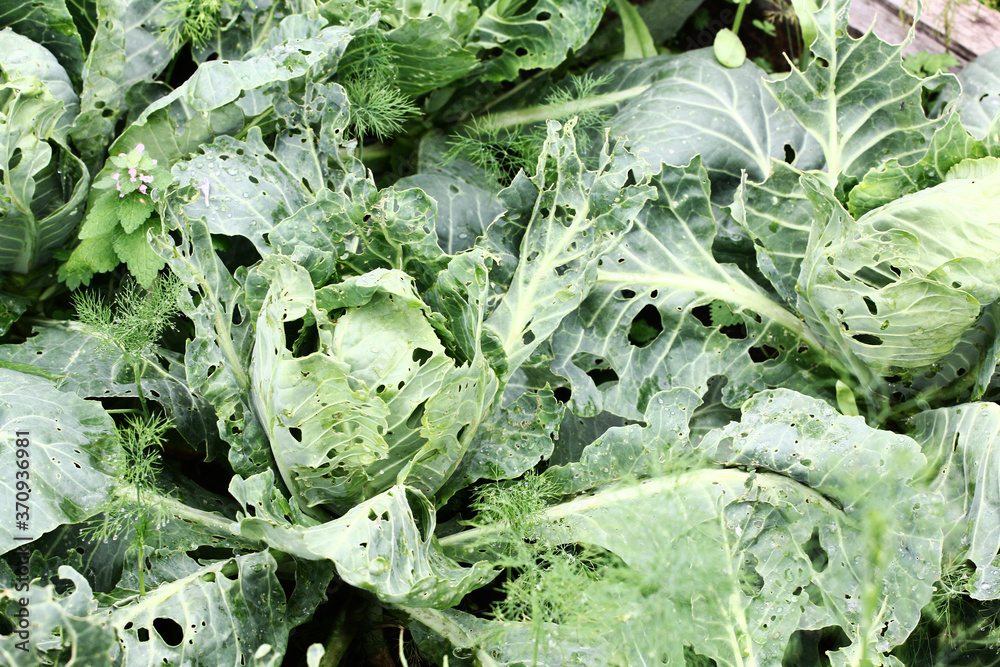 Foto de Cabbage damaged by insects pests closeup. Head and leaves of