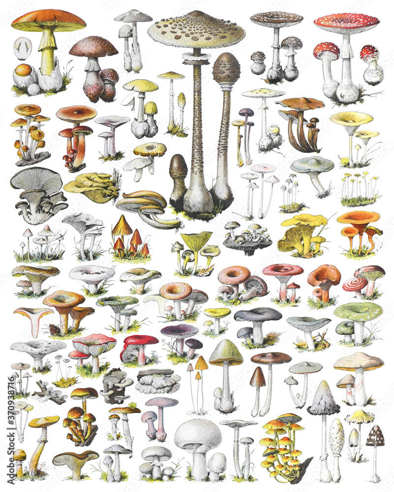 Mushroom and toadstool collection - vintage illustration from Adolphe Philippe Millot - obrazy, fototapety, plakaty 