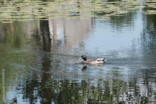 Canard colvert nageant sur le lac . © Richard