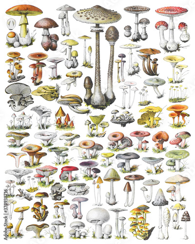 Photography Mushroom and toadstool collection - vintage illustration from Adolphe Philippe M