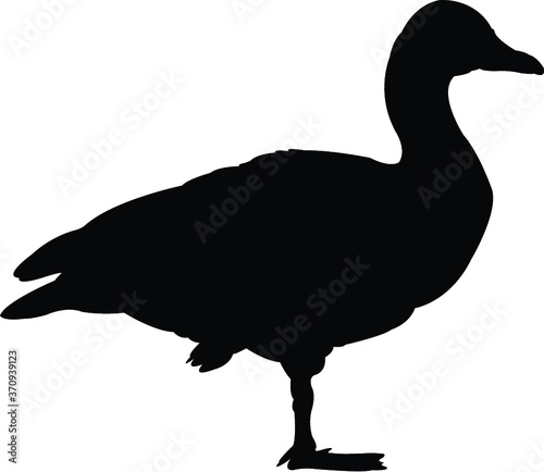 silhouette of a duck