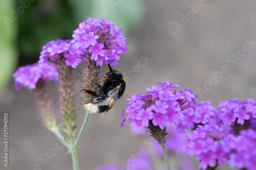 Bumble bee in purple flower in summer time