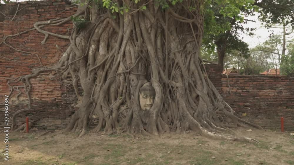 Wat Mahathat Buddha head embedded in a Banyan tree root-covered Ayutthaya Thailand Southeast Asian Temple Ruins