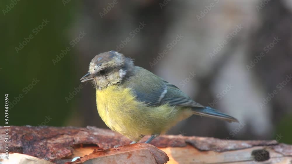 blue tit bird animal drinking water from small pond side view turn around blue tit bird animal drinking water from small pond side view turn around