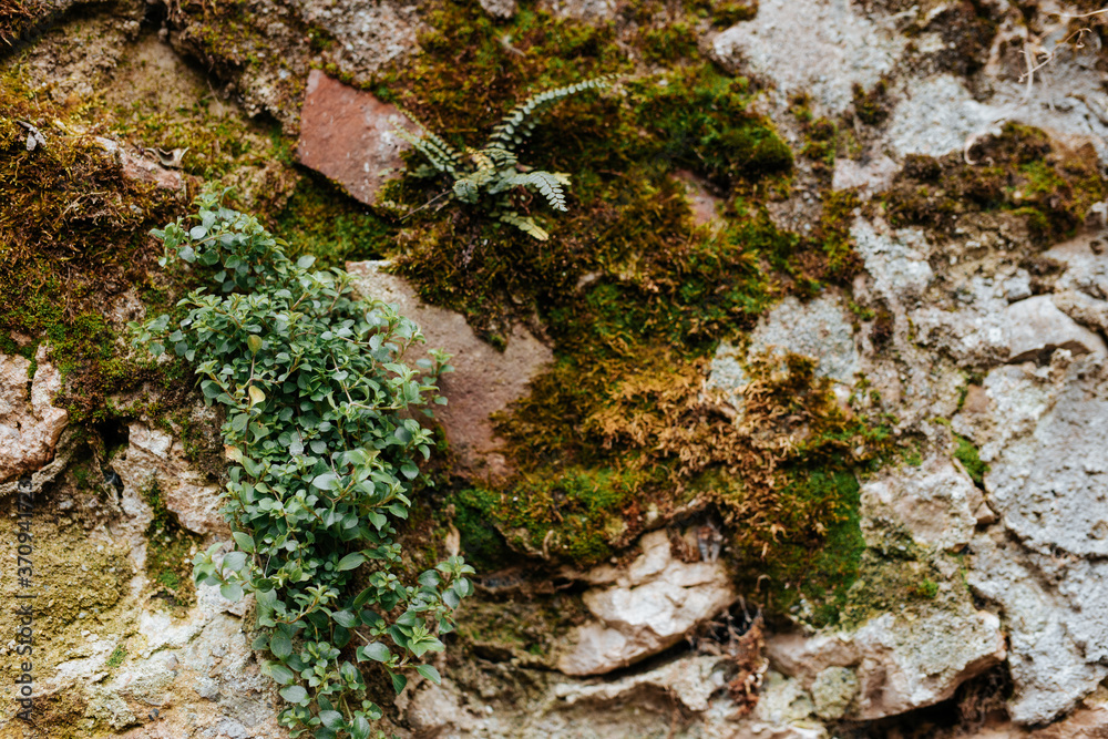 Obraz premium Old concrete or rock wall with green moss and fern