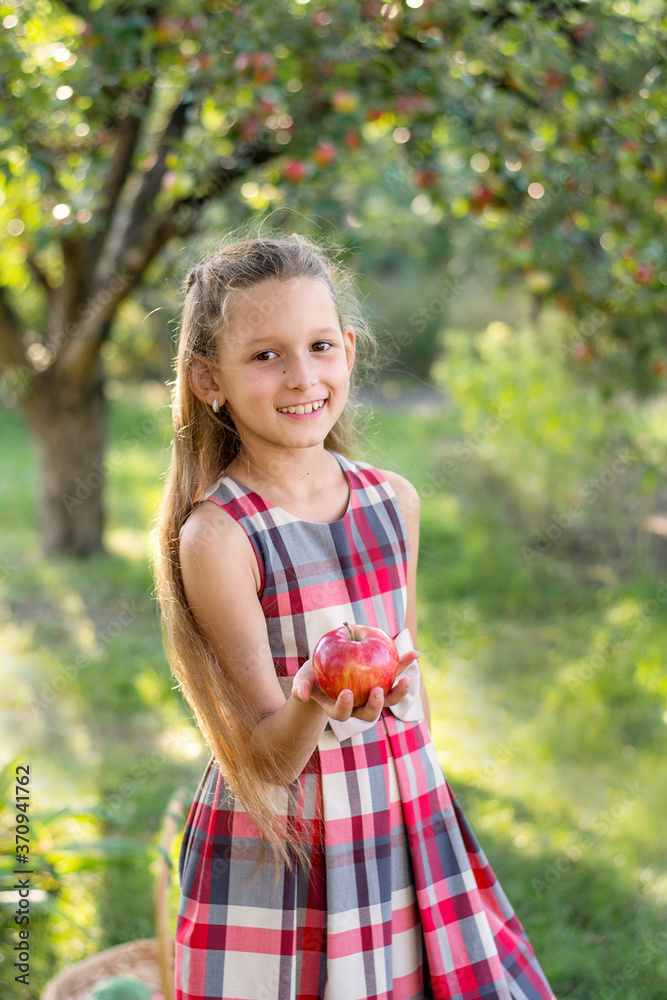 A beautiful long-haired girl picks apples in the garden. The child is holding a basket of apples. The girl smiles and picks apples. Harvesting A beautiful long-haired girl picks apples in the garden. The child is holding a basket of apples. The girl smiles and picks apples. Harvesting