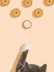 The cat reaches the liver with its paw on the yellow background. Copy space, banner, top view