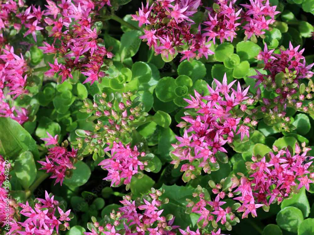 Hylotelephium telephium or Sedum telephium known as orpine, livelong, frog's-stomach, harping Johnny, life-everlasting, live-forever, midsummer-men, Orphan John and witch's moneybags
