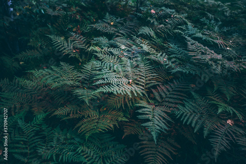 Fern background in a forest. 