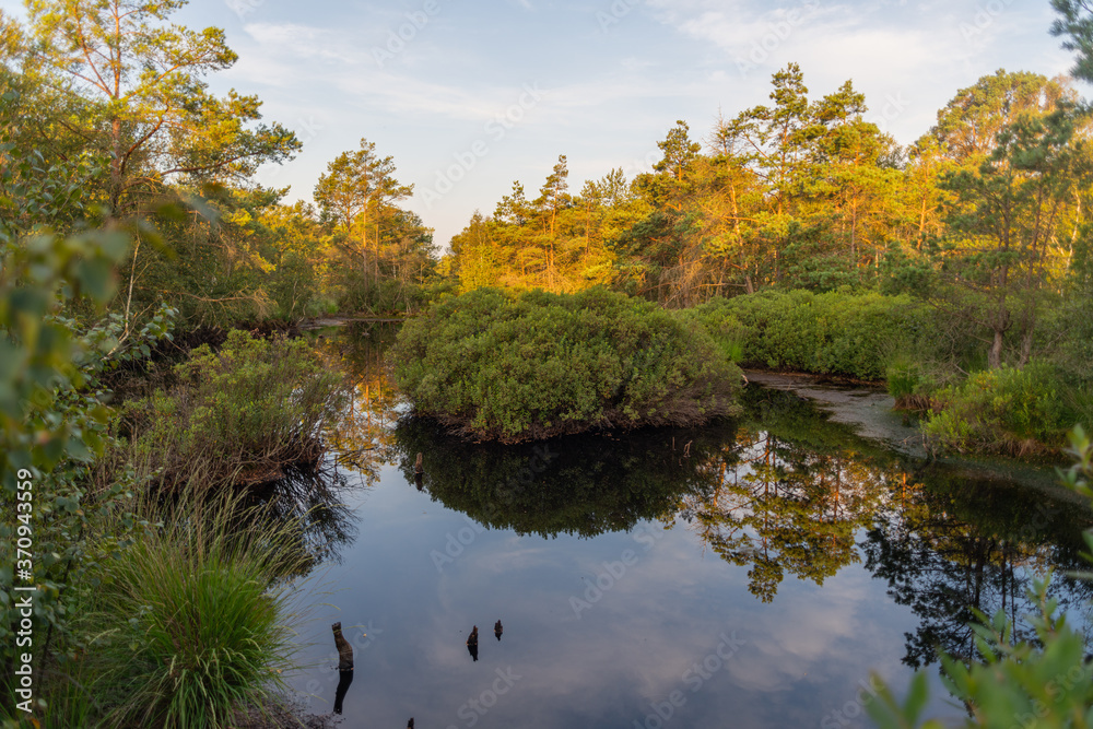 Fototapeta premium a small pond in a natural moor reflects the surroundings