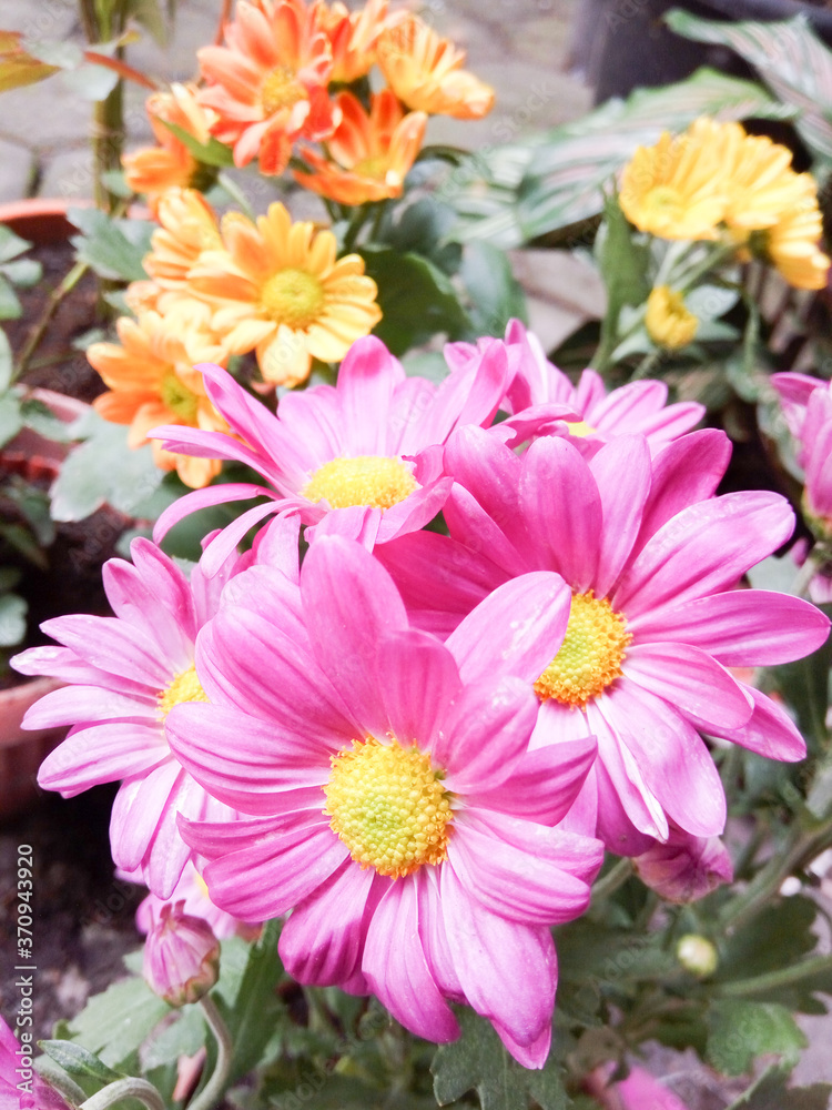 beautiful tropical pink flowers beautiful tropical pink flowers