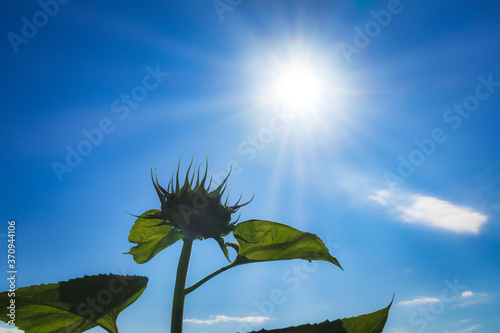 ヒマワリ　太陽　素材