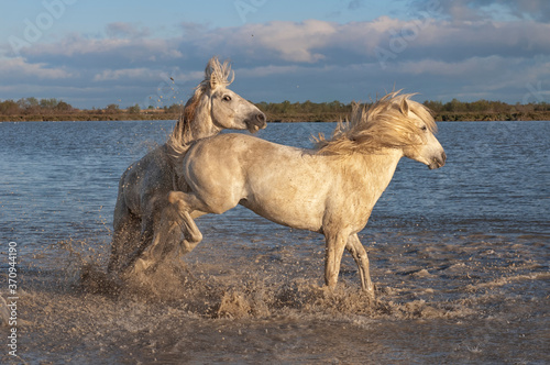 Camargue horses stallions fighting in the water  Bouches du Rh  ne  France