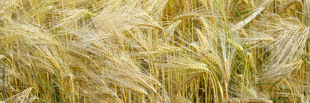 golden wheat field golden wheat field