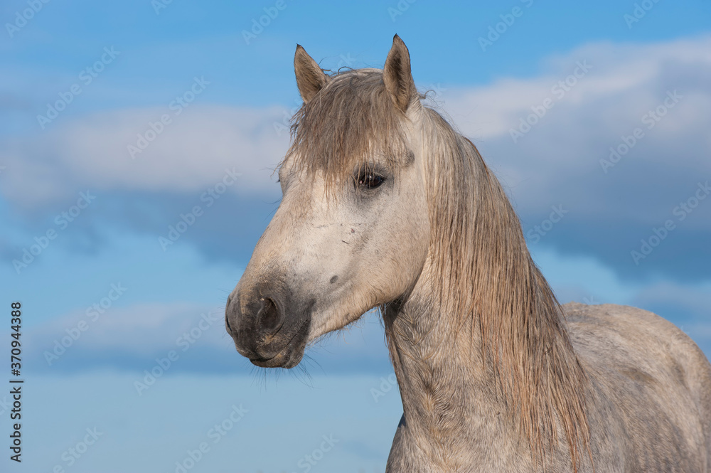Camargue horse stallion, Bouches du Rhône, France