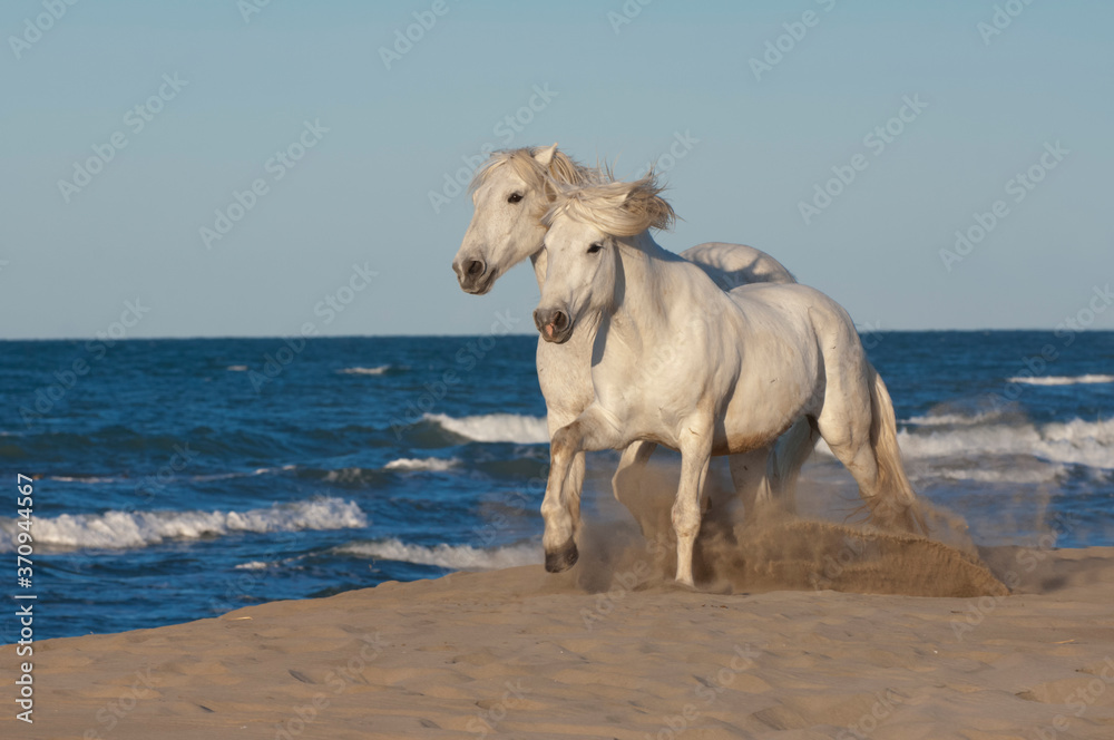 Camargue horses running on the beach, Bouches du Rhône, France Camargue horses running on the beach, Bouches du Rhône, France