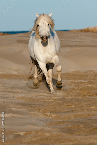 Camargue horse running on the beach, Bouches du Rhône, France