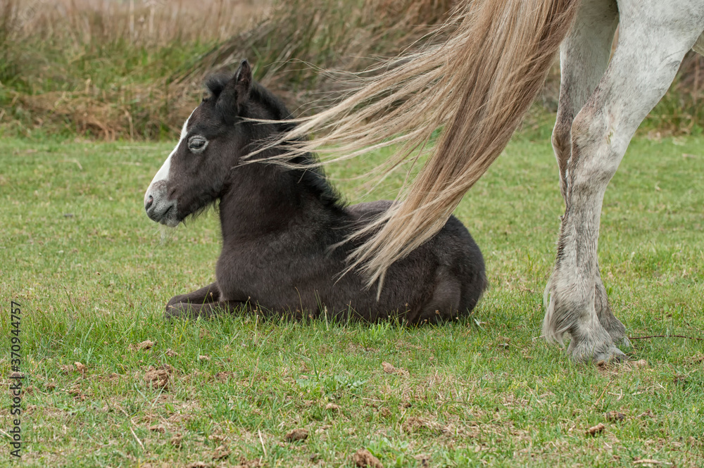 Camargue horse mare and foal, Camargue, Bouches du Rhône, France Camargue horse mare and foal, Camargue, Bouches du Rhône, France