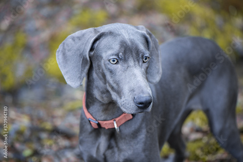 Wallpaper Mural Portrait of a beautiful blue Weimaraner breed dog in nature Torontodigital.ca