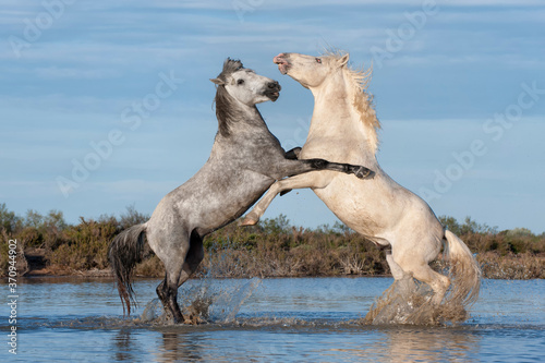 Camargue horses stallions fighting in the water  Bouches du Rh  ne  France