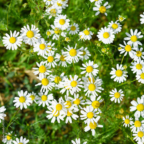 daisies in the grass