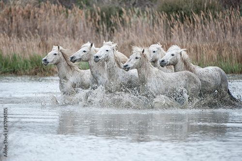 Fototapeta Naklejka Na Ścianę i Meble -  Camargue horses running in a marsh, Bouches du Rhône, France