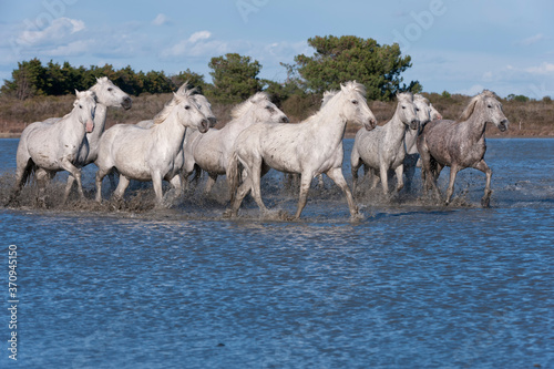 Camargue horses running in the water, Bouches du Rhône, France