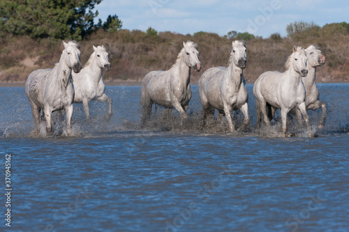 Camargue horses running in the water, Bouches du Rhône, France