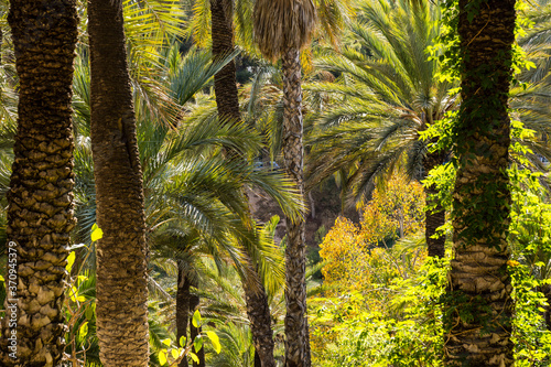 El Palmeral de Elche, Patrimonio de la Humanidad por la Unesco, comunidad Valenciana, Spain