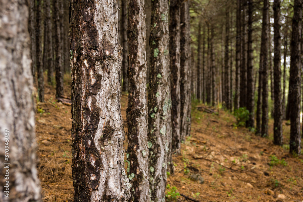 pino Salgareño, pinus nigra, Parque Natural de las Sierras de Cazorla, Segura y Las Villas , provincia de Jaén, Spain pino Salgareño, pinus nigra, Parque Natural de las Sierras de Cazorla, Segura y Las Villas , provincia de Jaén, Spain