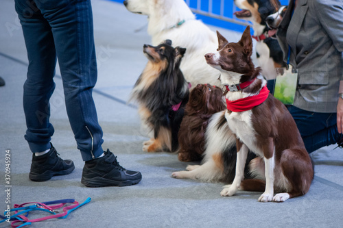 Photography Cute dogs of different breeds at the exhibition, sitting in a group and listenin