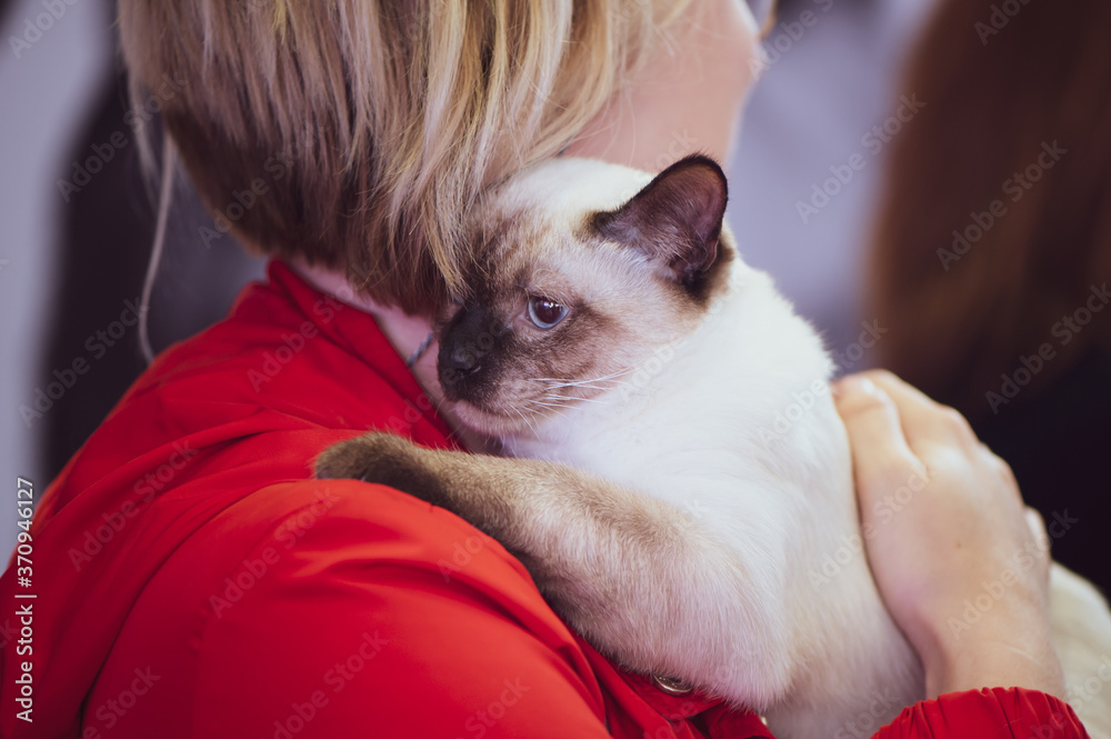 Thai cat in the hands of the owner, exhibition of pet  animals