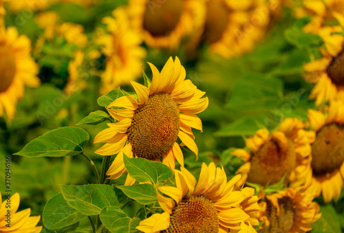 Sunflowers blooming in the field