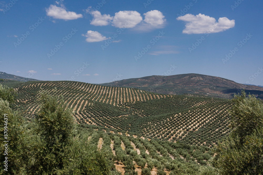 olivos, Iznatoraf, Loma de Ubeda, provincia de Jaén en la comarca de las Villas, spain, europe