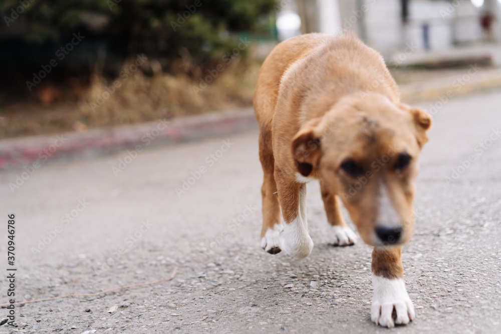 A stray dog ​​walking down the road