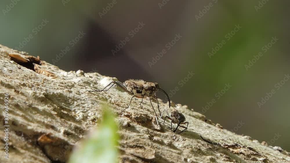 Pin-hole borer beetles, Ambrosia beetles, is insect pests in the mating season. Pin-hole borer beetles, Ambrosia beetles, is insect pests in the mating season.
