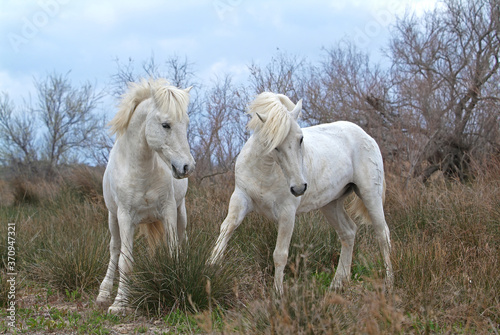 Fototapeta Naklejka Na Ścianę i Meble -  Camargue white horses, Bouches du Rhône, France