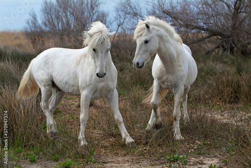 Camargue white horses  Bouches du Rh  ne  France