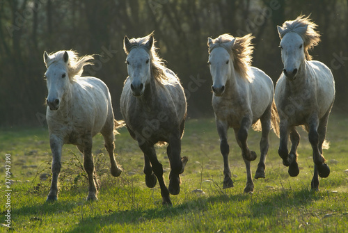 Fototapeta Naklejka Na Ścianę i Meble -  Camargue white horses galloping in a prairie, Bouches du Rhône, France