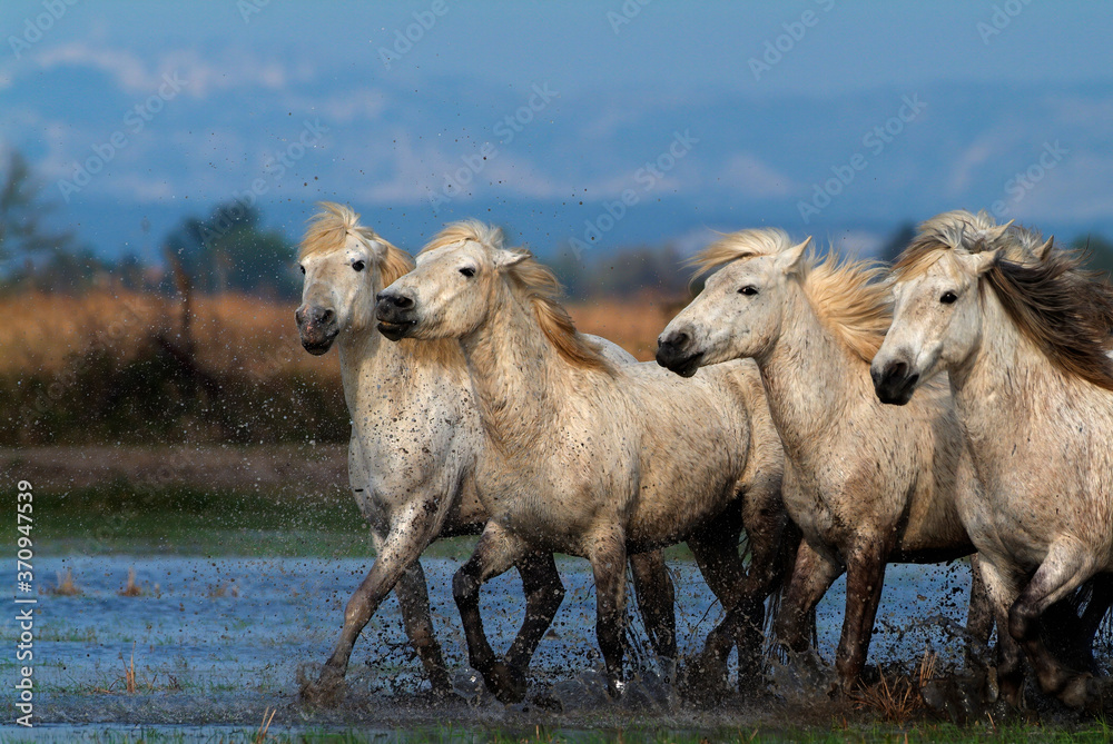Obraz premium Camargue white horses in a marsh, Bouches du Rhône, France
