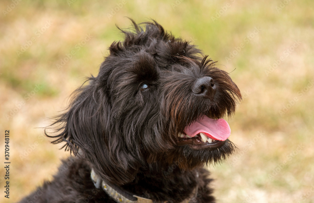 Hampshire, England, UK. August 2020. Portrait of a black borderpoo dog. A cross between a Border Terrier and a Poodle